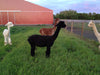FARM ROVING - Baby Alpaca / Merino / Silk - Roving  (Baby Grade Alpaca) from CHASE - Black/Steel Grey