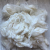 Washed Raw Fiber BABY ALPACA - White from "SEDA"  4 oz