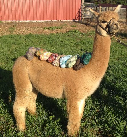 Virtual Adoption - Adopt-a-paca™ - SEBASTIAN (Superfine Fiber)  - Medium Fawn