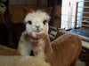 Virtual Adoption - Adopt-a-paca™ - ROSALITA (Baby  Fiber)  - ROSE GREY