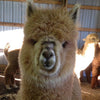 FARM ROVING - Baby Alpaca / Merino / Silk - Roving  (Baby Grade Alpaca) from ROMEO - Fawn