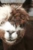 FARM ROVING - Baby Alpaca / Merino / Silk - Roving (Baby Grade Alpaca) from BLAZE - Brown