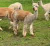 Washed Raw Fiber BABY ALPACA - Appaloosa (fawn and white)  from "PEACHES & CREAM"  4 oz