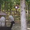 Ball